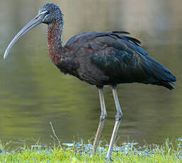 Ibis falcinelle