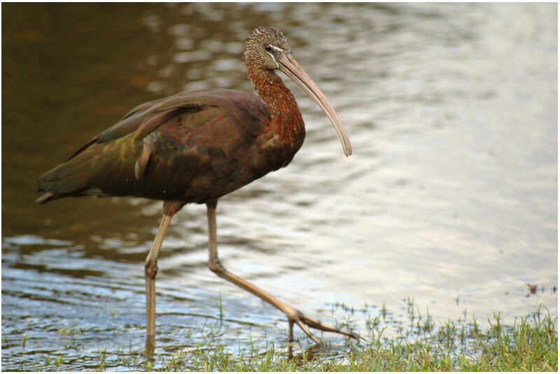 Ibis falcinelleadulte