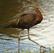 Glossy Ibis