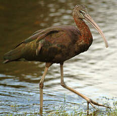 Ibis falcinelle