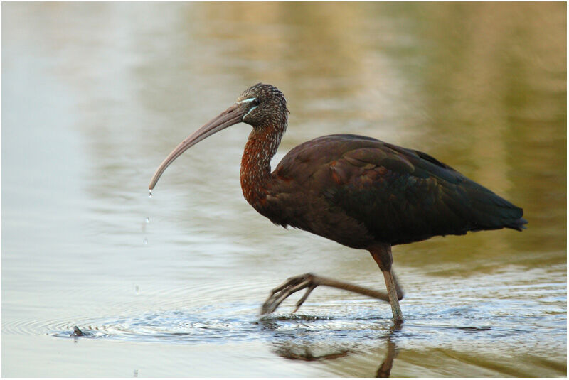 Ibis falcinelleadulte