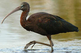 Ibis falcinelle