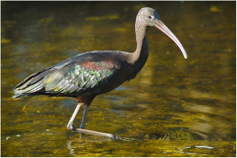 Ibis falcinelleadulte