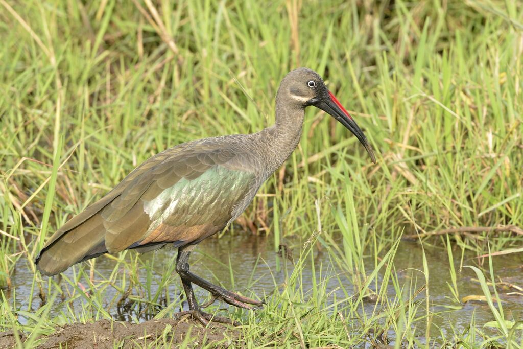 Ibis hagedashadulte