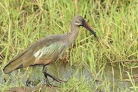 Hadada Ibis