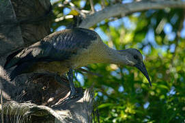 Hadada Ibis