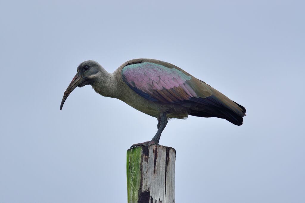 Ibis hagedashadulte