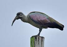 Ibis hagedash