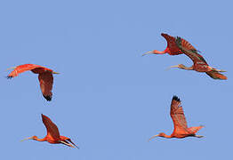 Scarlet Ibis