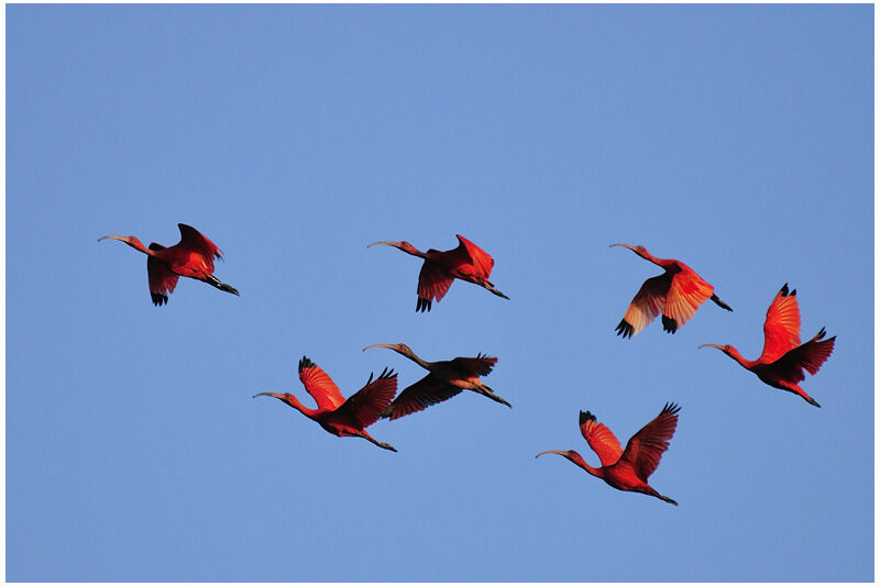 Scarlet Ibisadult, Flight