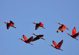 Scarlet Ibis