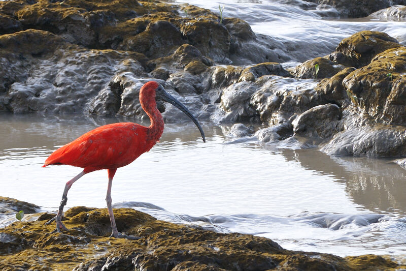 Ibis rougeadulte