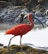 Scarlet Ibis