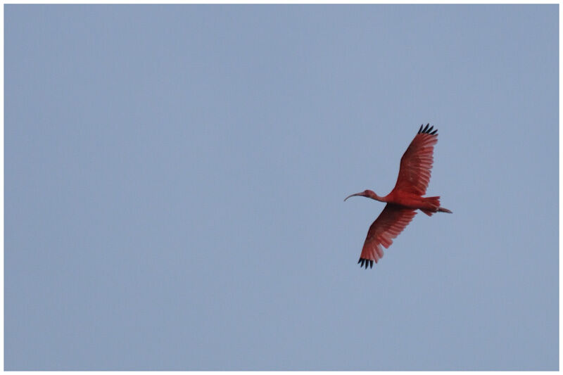 Ibis rougeadulte