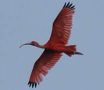 Ibis rouge