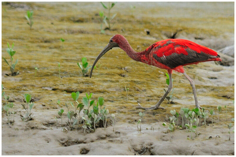 Ibis rougeimmature