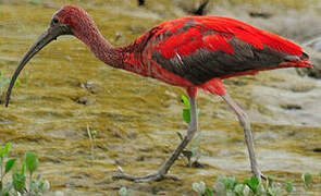 Scarlet Ibis