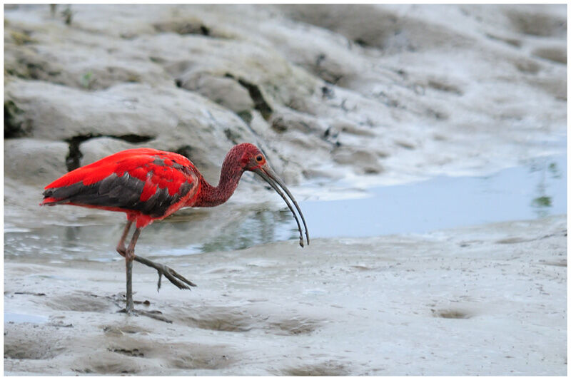 Ibis rougesubadulte