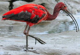 Ibis rouge