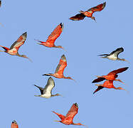 Scarlet Ibis