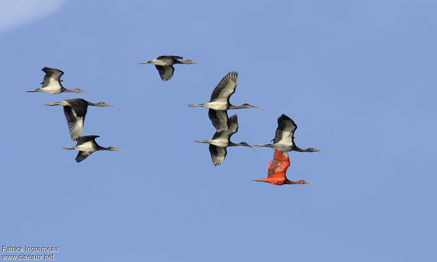 Scarlet Ibis, pigmentation, Flight