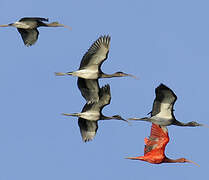 Scarlet Ibis