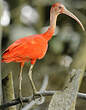 Ibis rouge