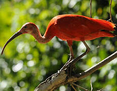 Ibis rouge