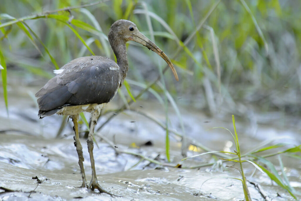 Ibis rougeimmature