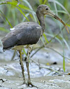 Scarlet Ibis