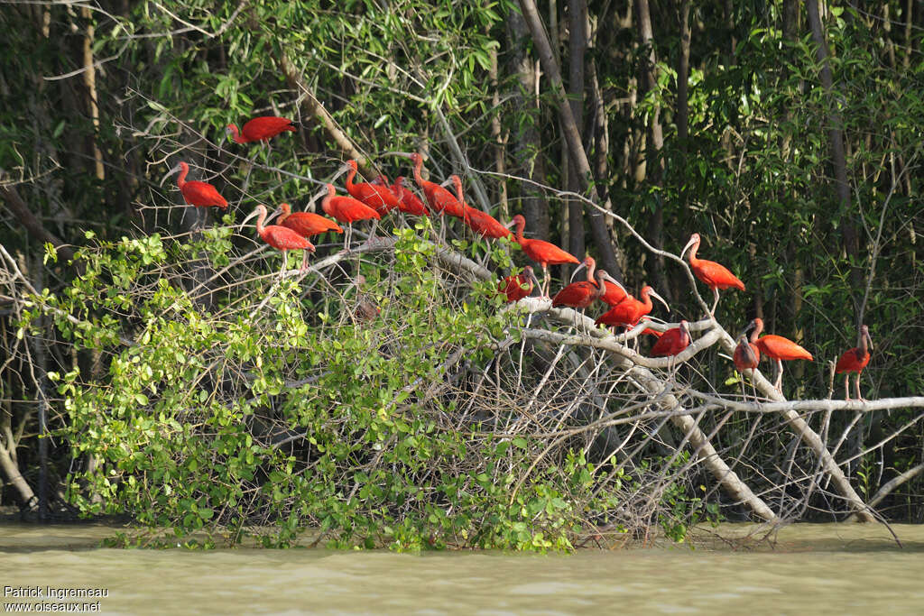 Ibis rougeadulte, habitat, Comportement