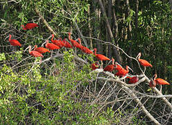 Scarlet Ibis