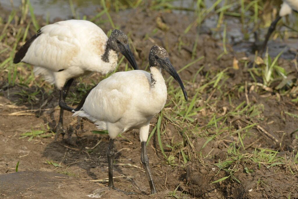 Ibis sacréimmature