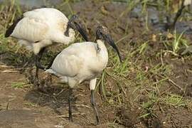 African Sacred Ibis