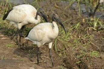 Ibis sacré