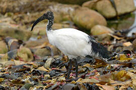 African Sacred Ibis