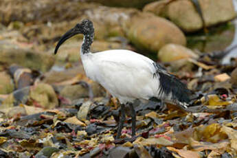 Ibis sacré