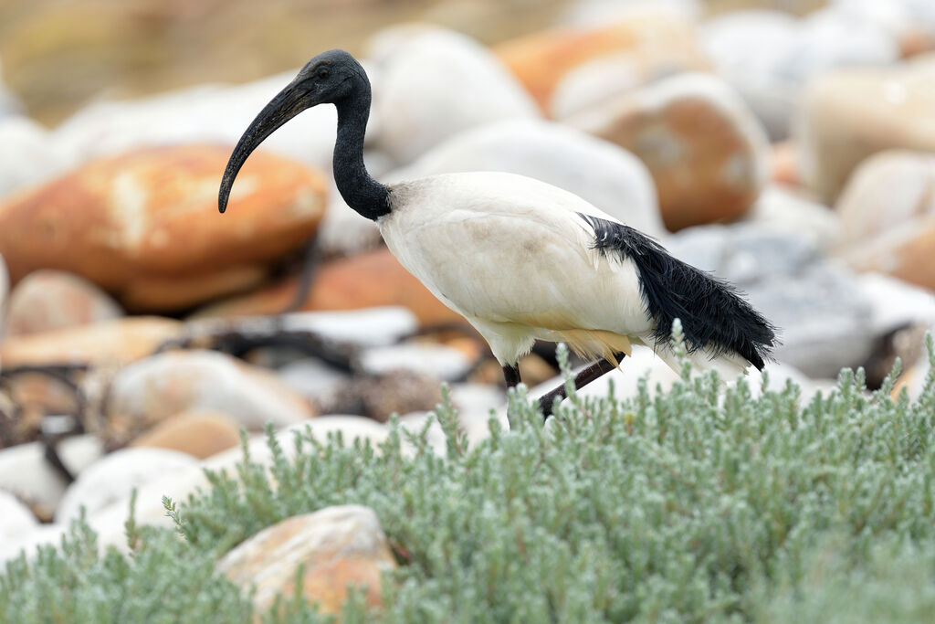 Ibis sacréadulte