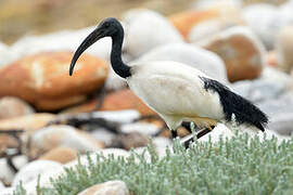 African Sacred Ibis