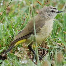 Acanthize à croupion jaune