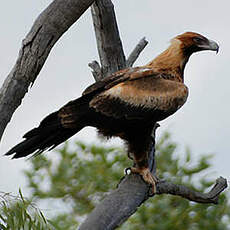 Aigle d'Australie