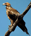 Aigle d'Australie