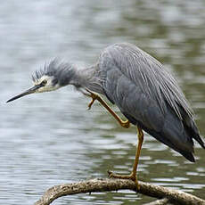 Aigrette à face blanche