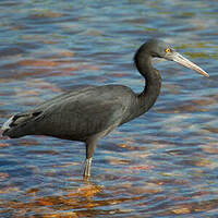 Aigrette sacrée