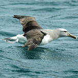 Albatros de Salvin