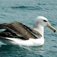 Albatros de Salvin