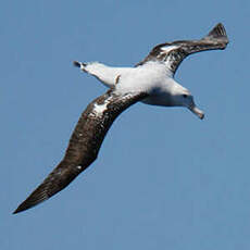 Albatros hurleur