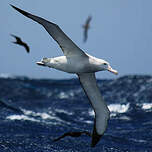 Albatros hurleur