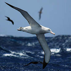 Albatros hurleur