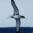 Albatros hurleur
